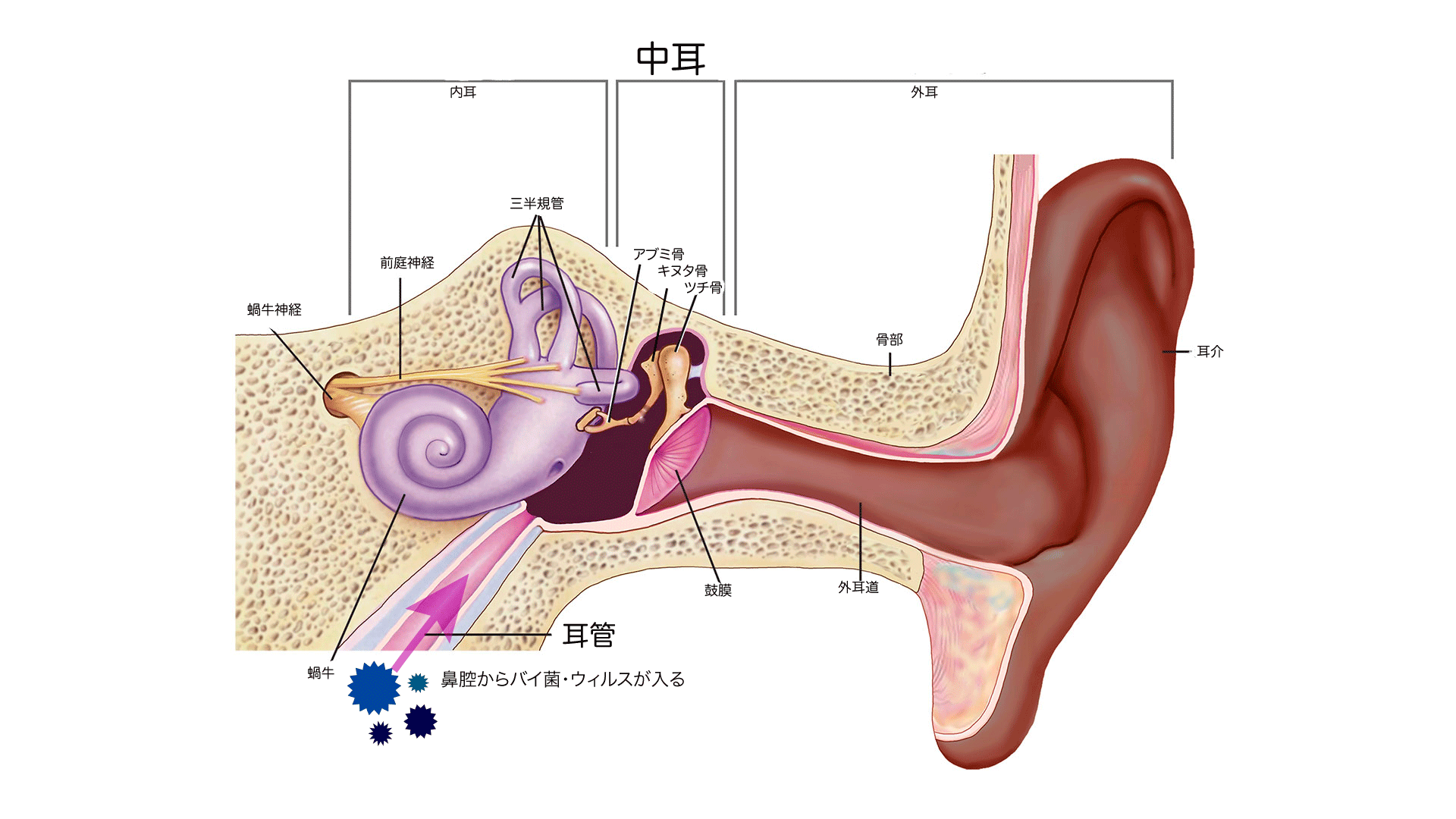 みみのシェーマ